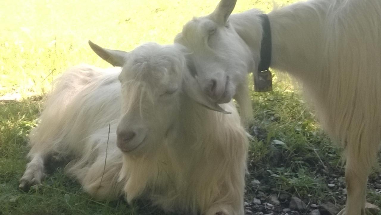 F E R I E N W O H N U N G "Am Halbenstein" Mit Garten Hörbranz Zewnętrze zdjęcie